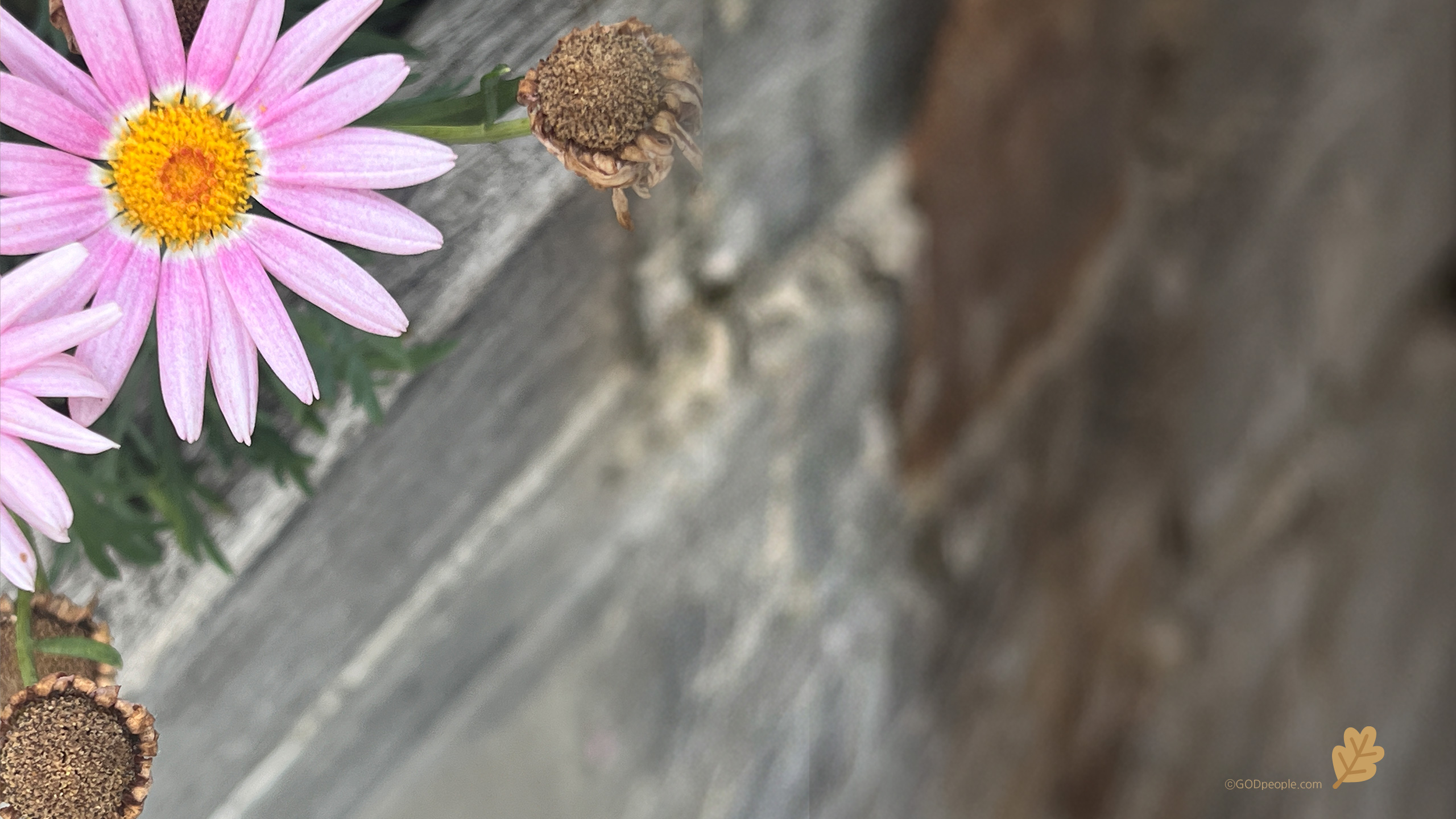 background_image