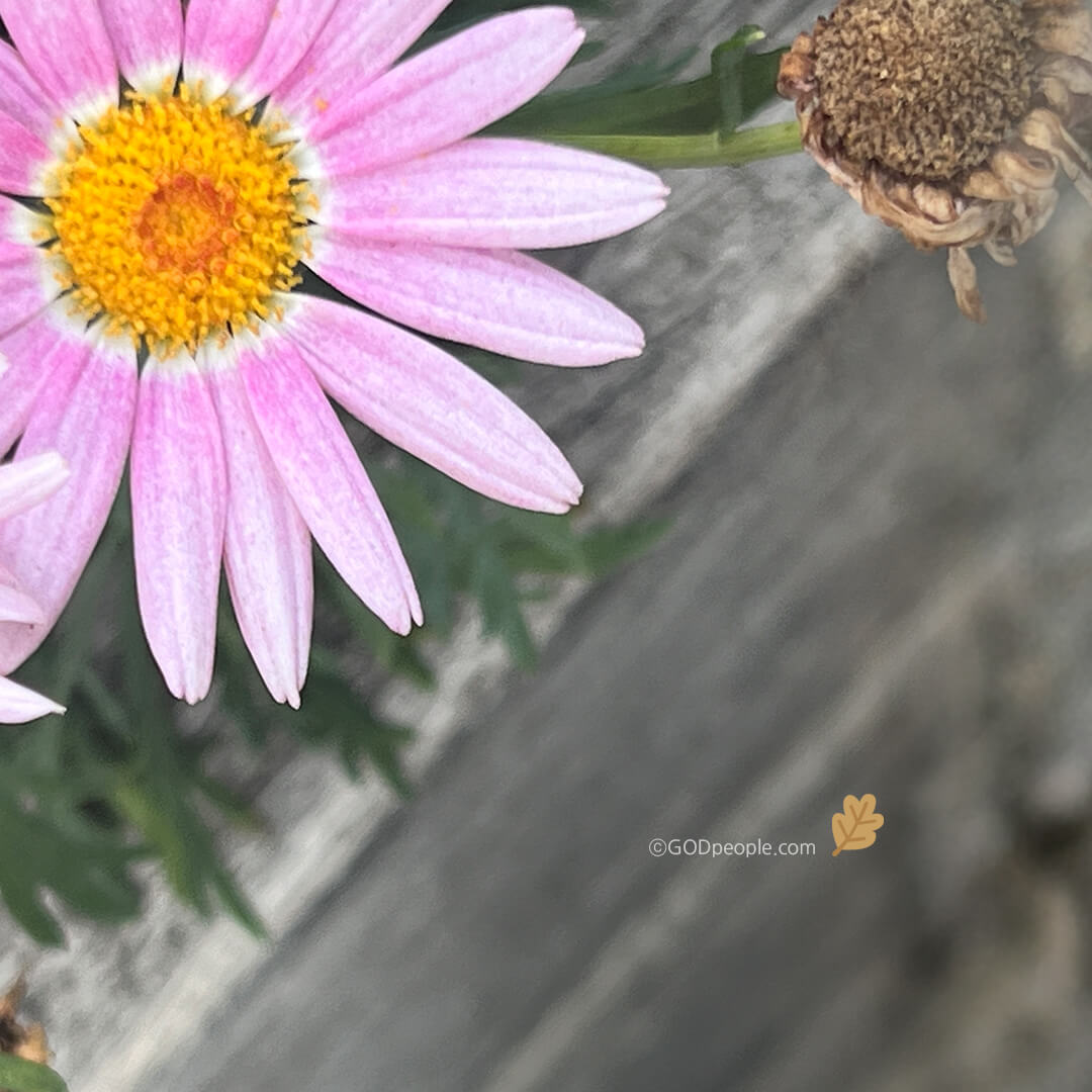 background_image